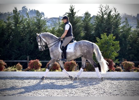 PRE, Gelding, 5 years, 16 hh, Grey