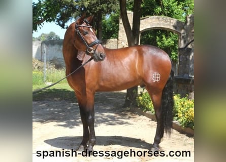 PRE Mix, Gelding, 5 years, 16,1 hh, Brown