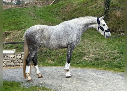 PRE, Gelding, 5 years, 16,1 hh, Gray-Dapple