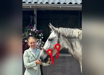 PRE Mix, Gelding, 5 years, 16,2 hh, Gray