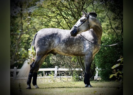 PRE, Gelding, 5 years, 16,2 hh, Grey