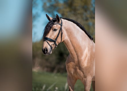 PRE Mix, Gelding, 5 years, 17 hh, Buckskin