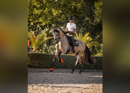 PRE Mix, Gelding, 5 years, 17 hh