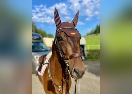 PRE, Gelding, 6 years, 15,2 hh, Bay-Dark