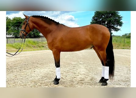 PRE Mix, Gelding, 6 years, 15,2 hh, Bay