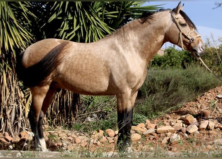 PRE, Gelding, 6 years, 15,2 hh, Buckskin