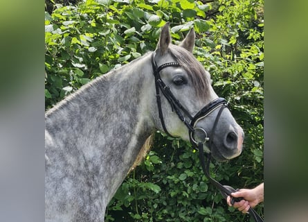 PRE, Gelding, 6 years, 15.2 hh, Gray-Dapple