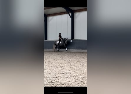 PRE, Gelding, 6 years, 15,2 hh, Gray