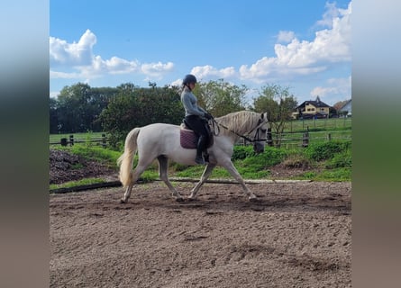 PRE Mix, Gelding, 6 years, 15.2 hh, Grey