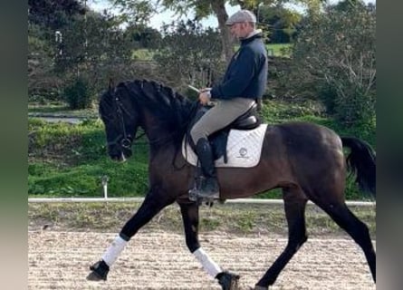 PRE Mix, Gelding, 6 years, 15,2 hh, Black