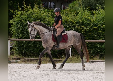 PRE, Gelding, 6 years, 15,2 hh, Gray