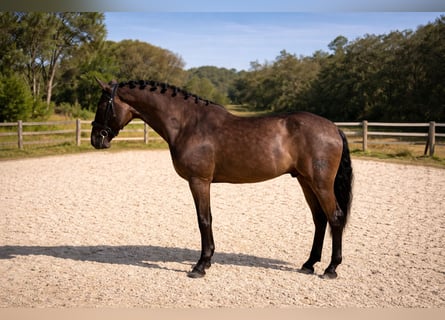 PRE, Gelding, 6 years, 15,3 hh, Black