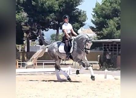 PRE Mix, Gelding, 6 years, 15,3 hh, Gray-Dapple