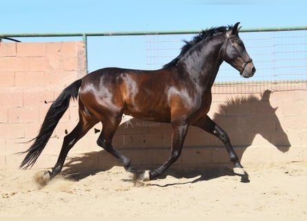 PRE, Gelding, 6 years, 16.1 hh, Bay-Dark