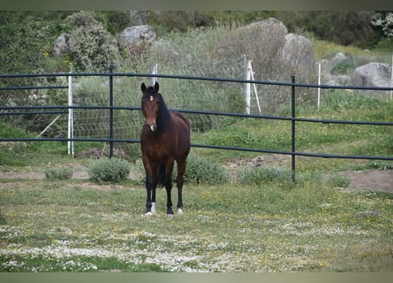 PRE, Gelding, 6 years, 16.1 hh, Brown