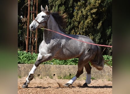 PRE, Gelding, 6 years, 16,1 hh, Gray