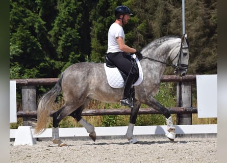 PRE, Gelding, 6 years, 16.1 hh, Grey