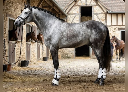 PRE, Gelding, 6 years, 16.1 hh, Grey