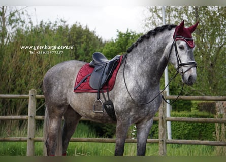 PRE Mix, Gelding, 6 years, 16,2 hh, Gray