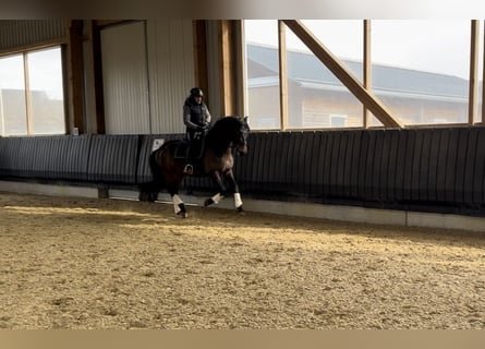 PRE, Gelding, 6 years, 16 hh, Bay-Dark