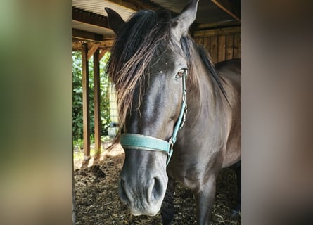 PRE, Gelding, 6 years, 16 hh, Black