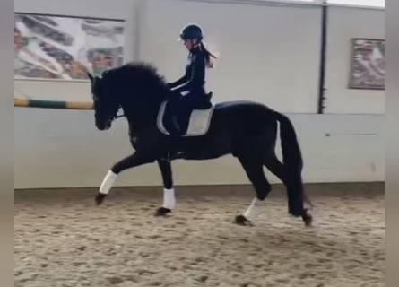 PRE Mix, Gelding, 6 years, 16 hh, Black