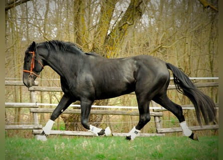 PRE, Gelding, 6 years, 16 hh, Black