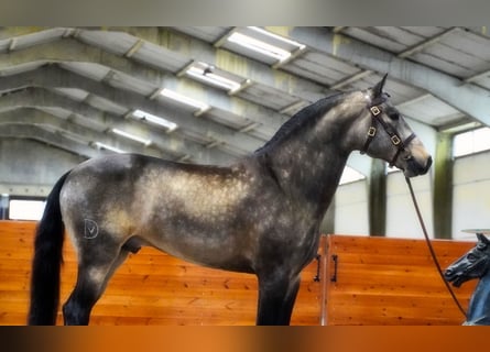 PRE, Gelding, 6 years, 16 hh, Buckskin