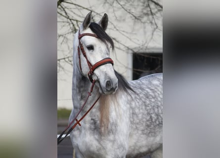 PRE, Gelding, 6 years, 16 hh, Gray