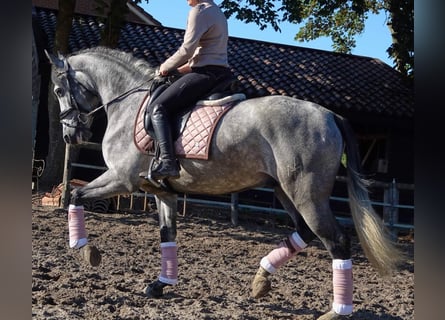 PRE Mix, Gelding, 6 years, 16 hh, Grey