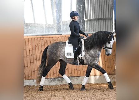 PRE Mix, Gelding, 6 years, 16 hh, Grey