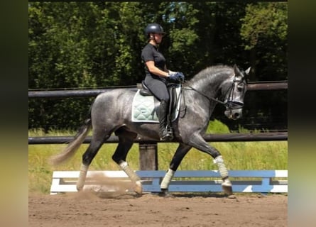 PRE Mix, Gelding, 6 years, 16 hh, Grey