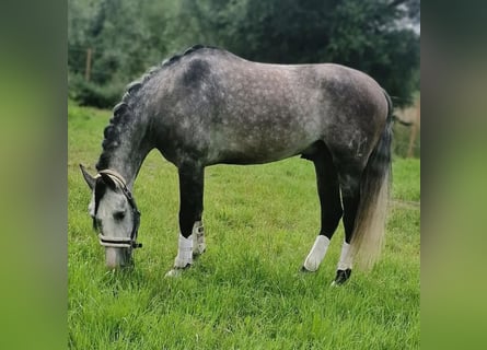 PRE, Gelding, 6 years, 16 hh, Grey