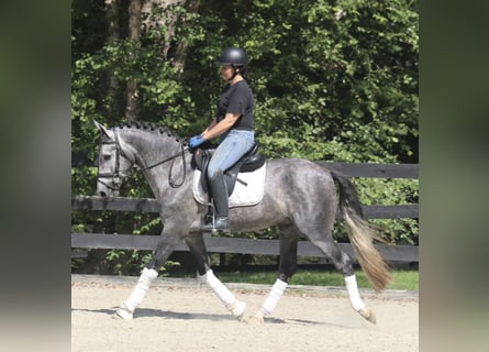 PRE Mix, Gelding, 6 years, 16 hh, Grey