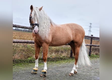 PRE Mix, Gelding, 6 years, 16 hh, Palomino