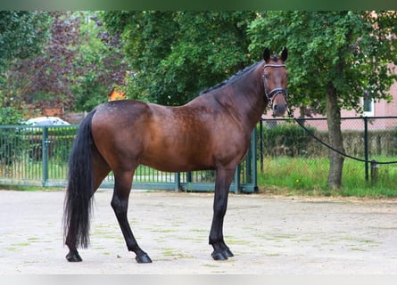 PRE, Gelding, 6 years, 16,1 hh, Bay-Dark PRE, Gelding, 6 years, 16,1 hh, Bay-Dark