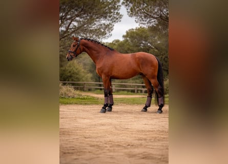 PRE, Gelding, 6 years, 16,1 hh, Bay