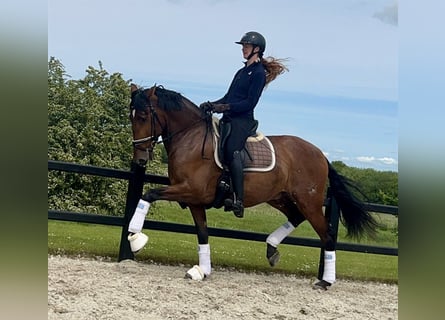 PRE, Gelding, 6 years, 16,1 hh, Brown