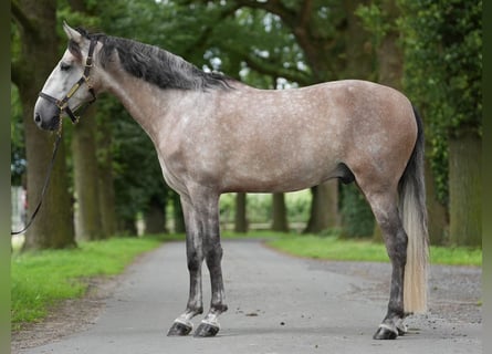 PRE, Gelding, 6 years, 16,1 hh, Gray-Dapple