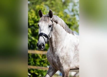 PRE, Gelding, 6 years, 16,1 hh, Grey