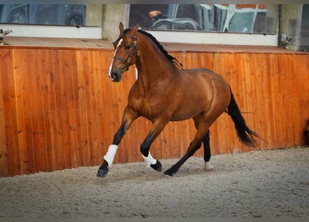 PRE, Gelding, 6 years, 16,2 hh, Brown-Light