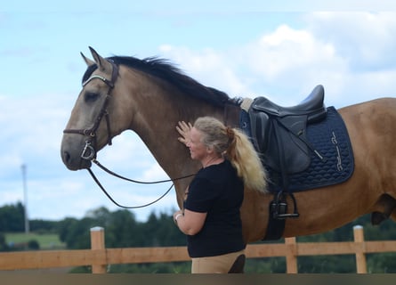 PRE, Gelding, 6 years, 16,2 hh, Buckskin