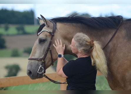 PRE, Gelding, 6 years, 16,2 hh, Buckskin