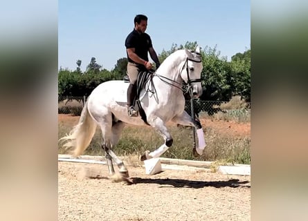 PRE Mix, Gelding, 6 years, 16,2 hh, Gray-Dapple