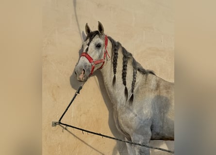 PRE Mix, Gelding, 6 years, 16,2 hh, Gray