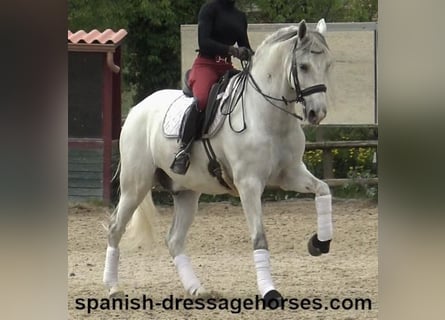 PRE Mix, Gelding, 6 years, 16,2 hh, Grey