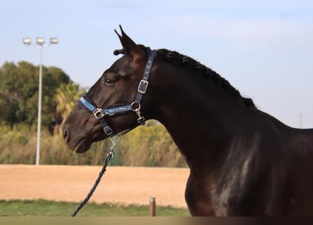 PRE Mix, Gelding, 6 years, 17 hh, Black
