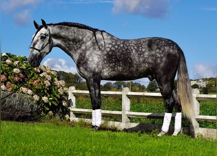 PRE Mix, Gelding, 6 years, 17,2 hh, Grey