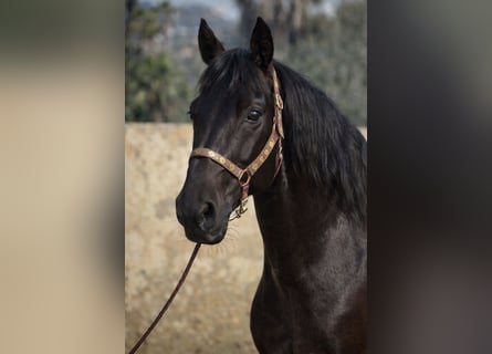 PRE Mix, Gelding, 7 years, 15,2 hh, Black