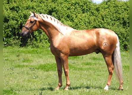 PRE Mix, Gelding, 7 years, 15,3 hh, Palomino